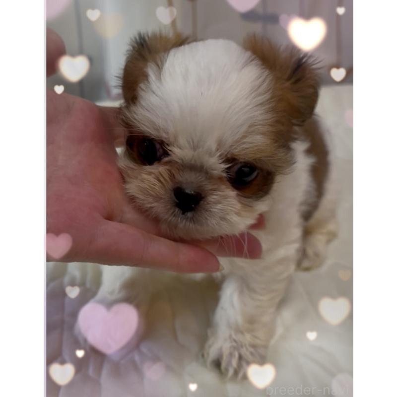 販売中の東京都のチワズー:チワワ×シーズー-423655の8枚目