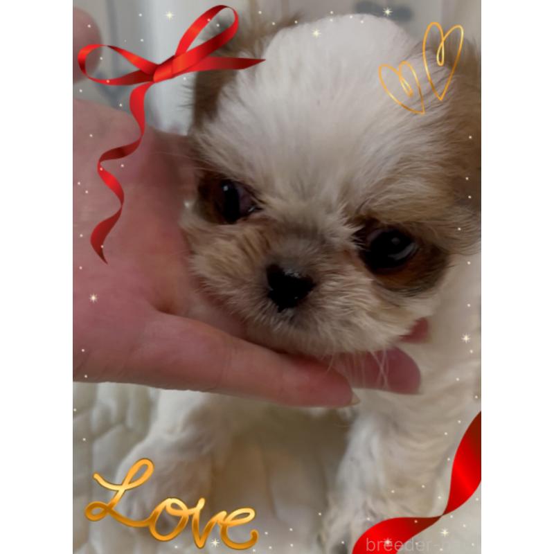 販売中の東京都のチワズー:チワワ×シーズー-423655の7枚目