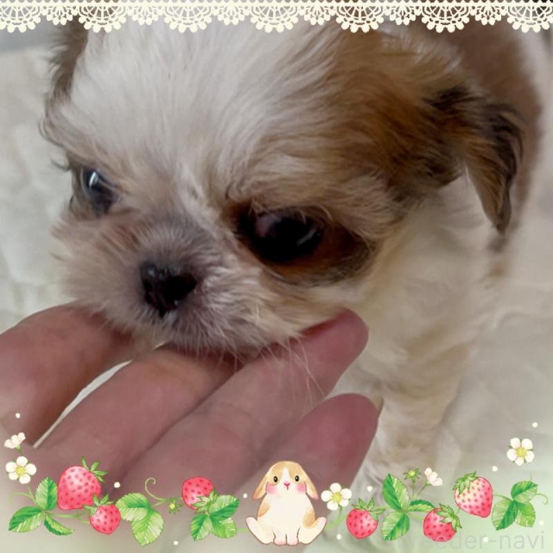 販売中の東京都のチワズー:チワワ×シーズー-423655の6枚目