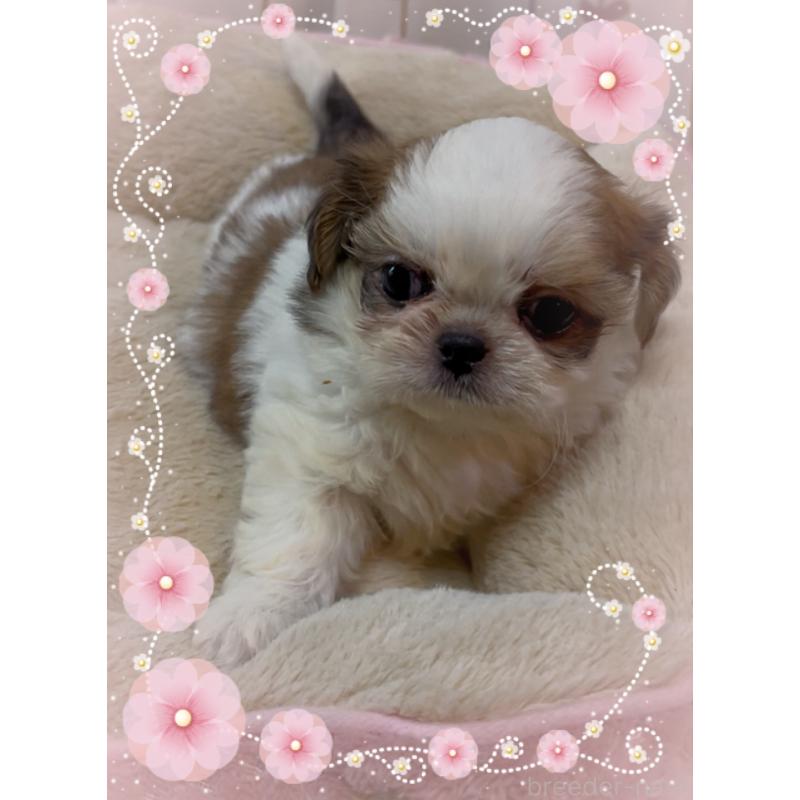 販売中の東京都のチワズー:チワワ×シーズー-423655の5枚目