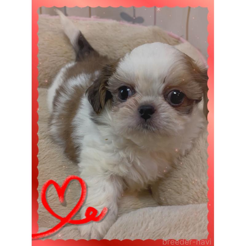 販売中の東京都のチワズー:チワワ×シーズー-423655の4枚目