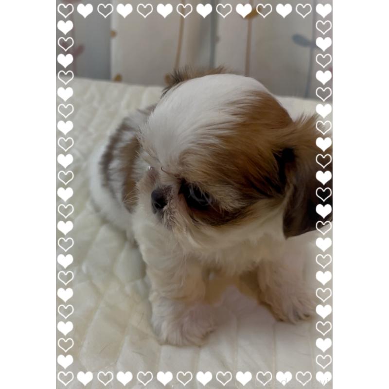 販売中の東京都のチワズー:チワワ×シーズー-423655の3枚目