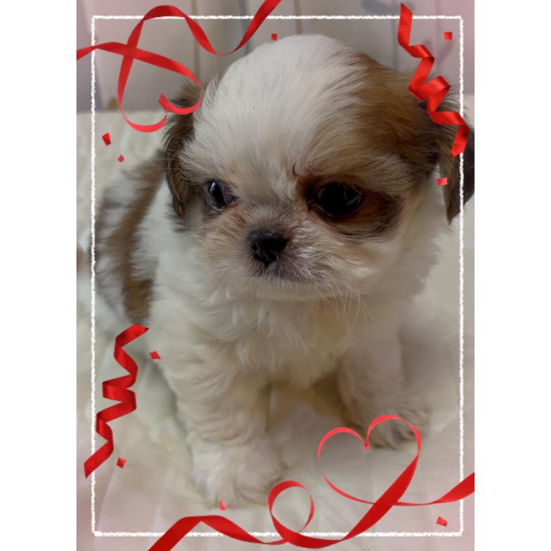 販売中の東京都のチワズー:チワワ×シーズー-423655の2枚目