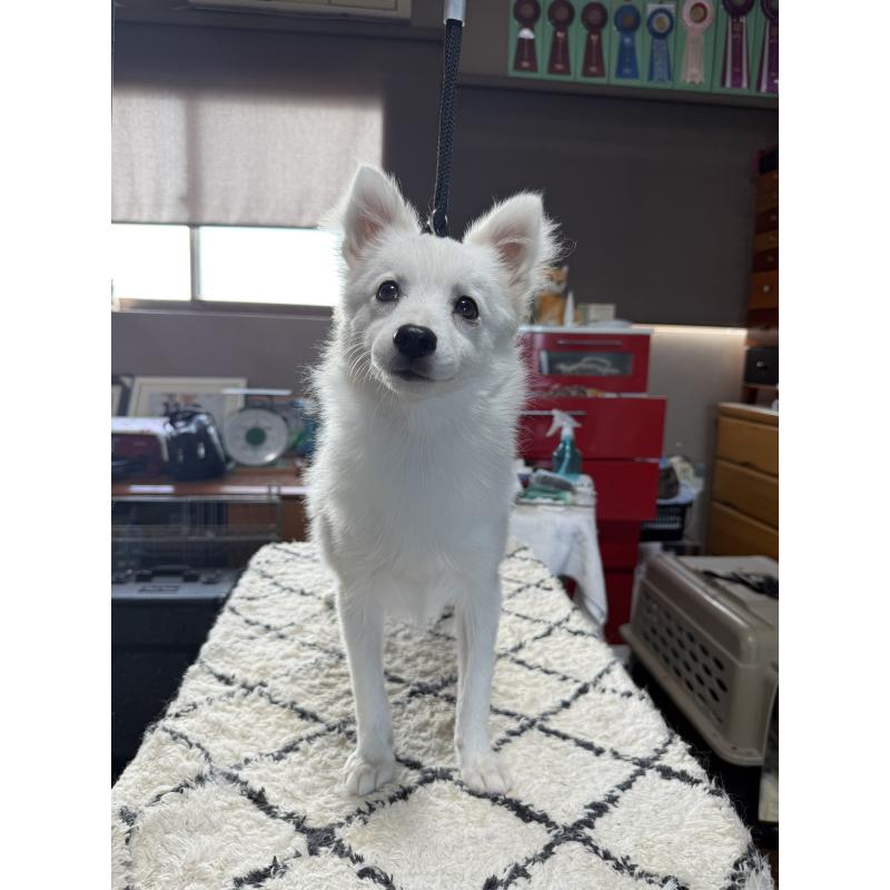 成約済の静岡県の日本スピッツ-398750の6枚目