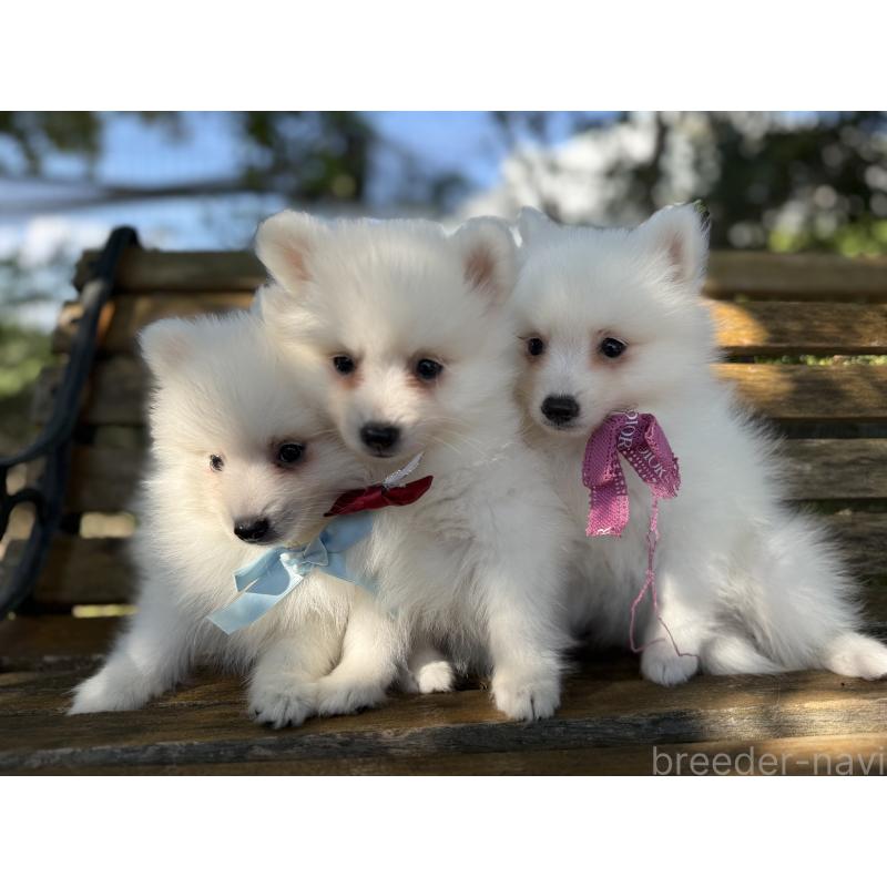 販売中の静岡県の日本スピッツ-423657の5枚目