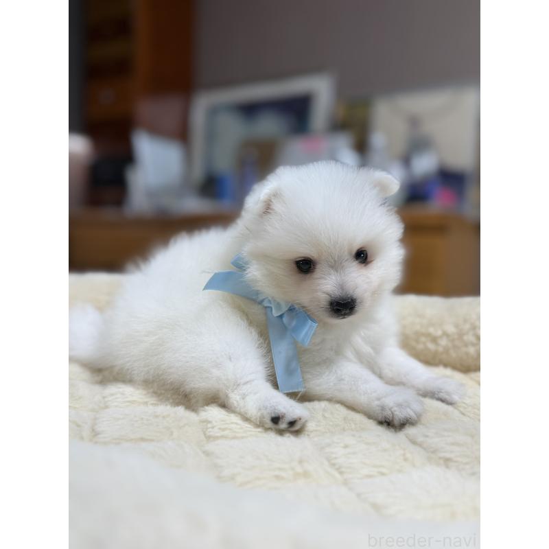 販売中の静岡県の日本スピッツ-423658の11枚目