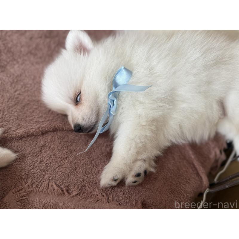 販売中の静岡県の日本スピッツ-423658の10枚目