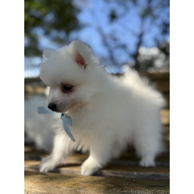 販売中の静岡県の日本スピッツ-423658の9枚目