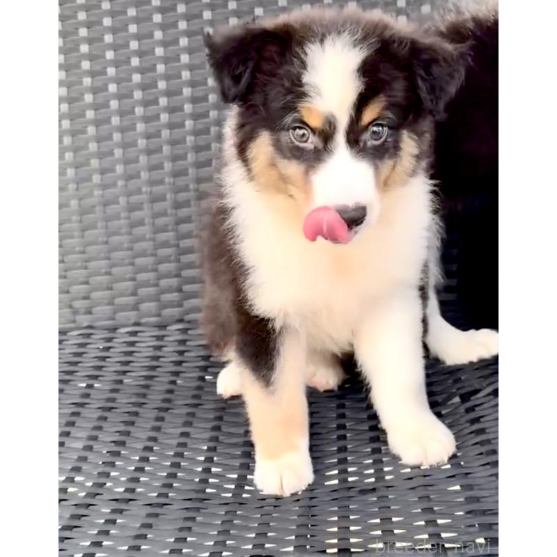 販売中の奈良県のオーストラリアンシェパード-404743