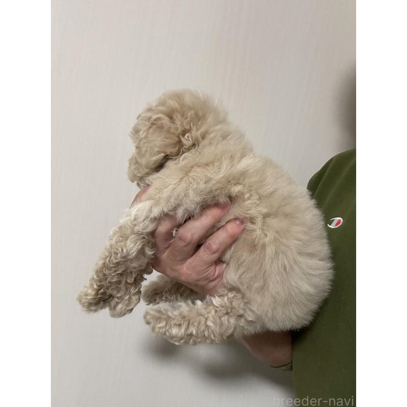 販売中の埼玉県のビションプー:ビションフリーゼ×トイプードル-423663の3枚目