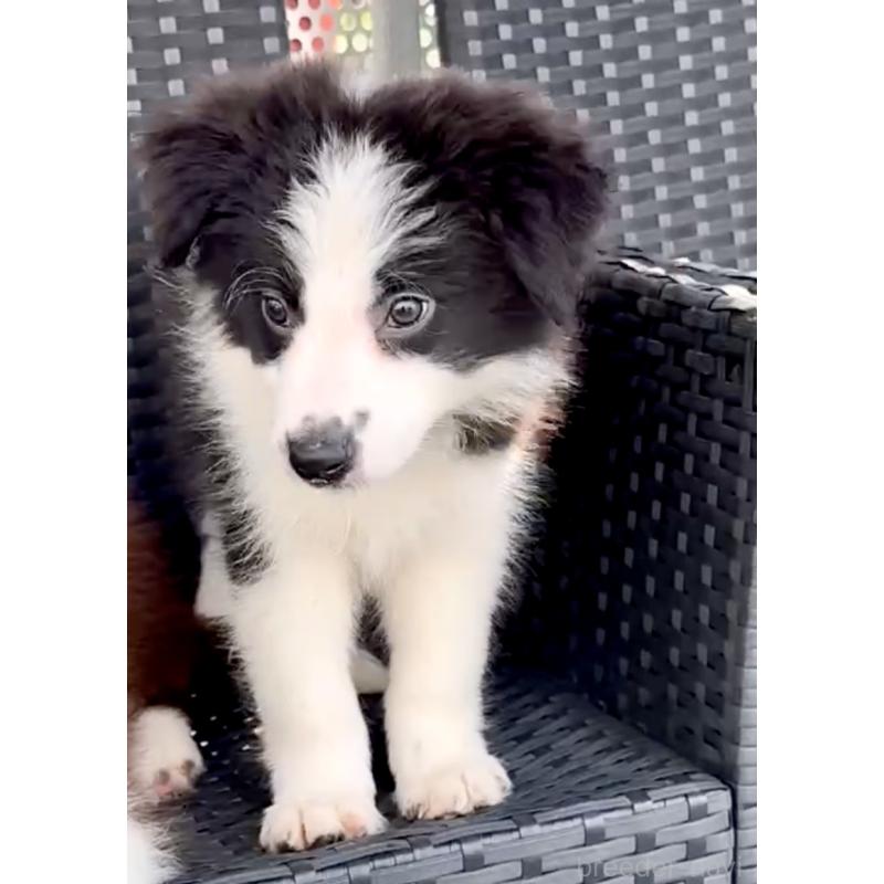 販売中の奈良県のボーダーコリー-404761の2枚目