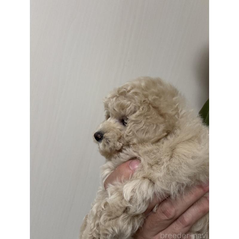 販売中の埼玉県のビションプー:ビションフリーゼ×トイプードル-423663の2枚目