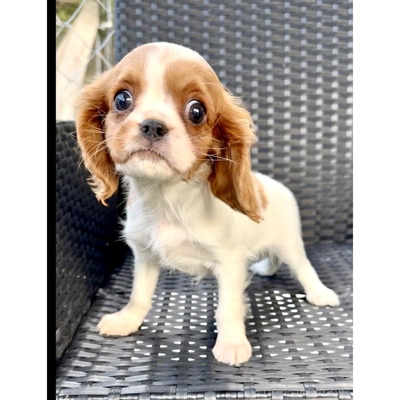 販売中の奈良県のキャバリアキングチャールズスパニエル-423413