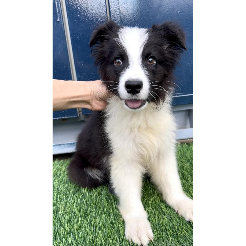 販売中の奈良県のボーダーコリー-403088の2枚目