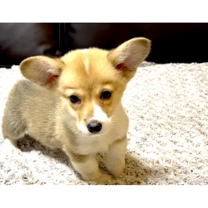 販売中の奈良県のウェルシュコーギーペンブローク-421376