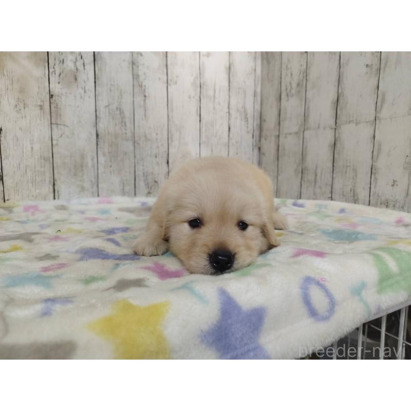 成約済の三重県のゴールデンレトリーバー-420511の2枚目