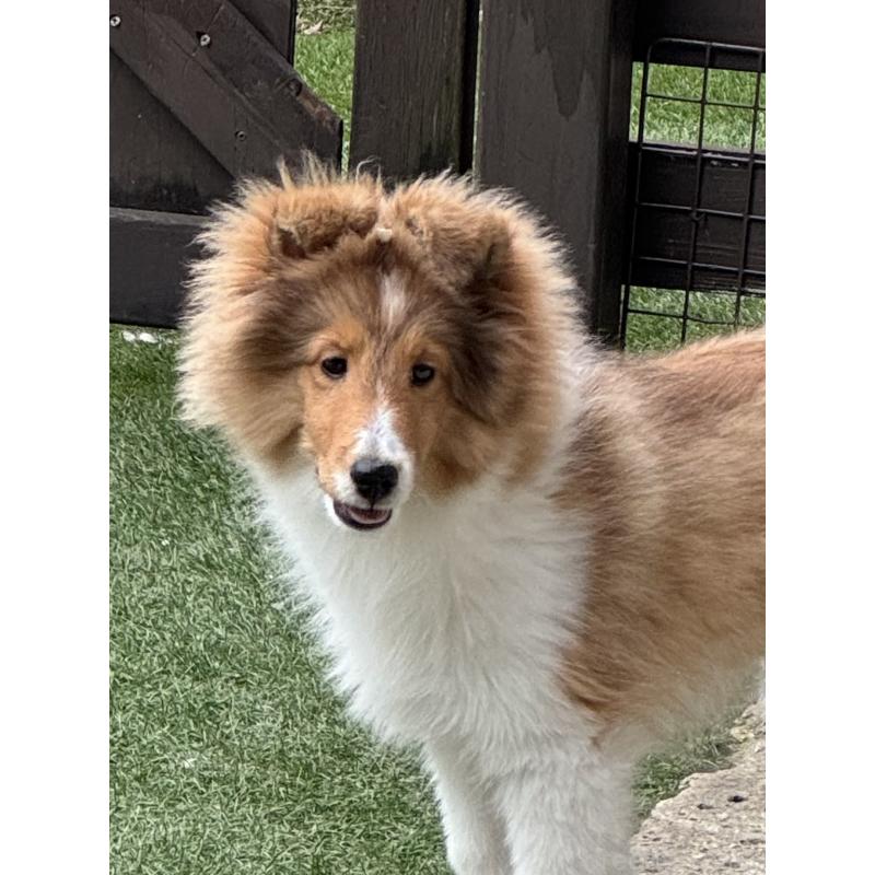 成約済の茨城県のシェットランドシープドッグ(シェルティ)-419923の11枚目