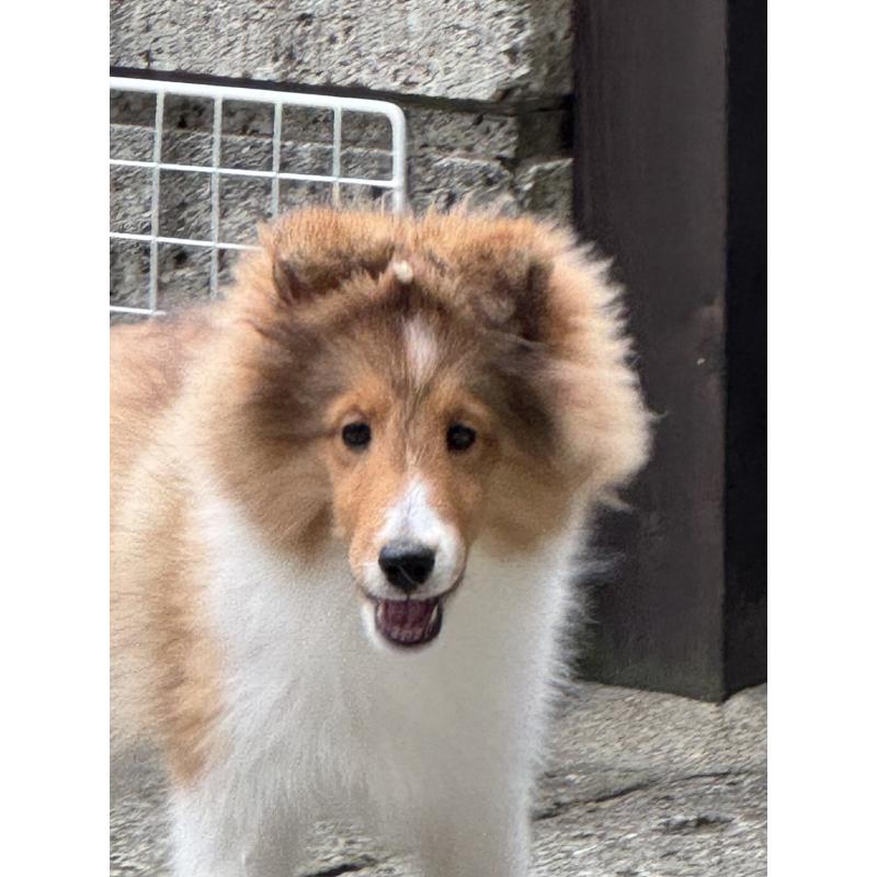 成約済の茨城県のシェットランドシープドッグ(シェルティ)-419923の10枚目