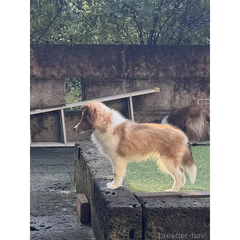 成約済の茨城県のシェットランドシープドッグ(シェルティ)-419923の9枚目