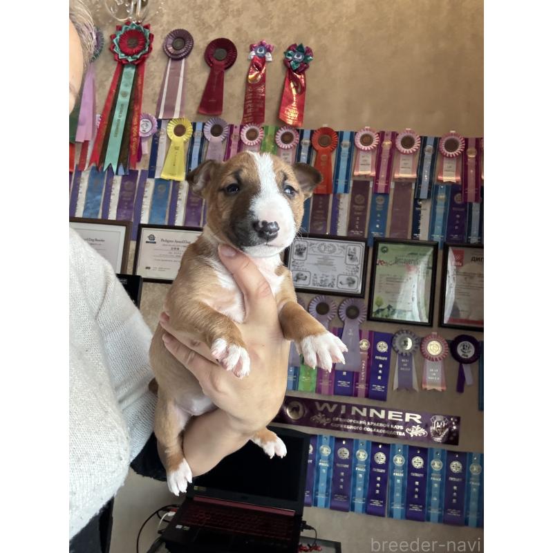 販売中の千葉県のミニチュアブルテリア-423664の4枚目