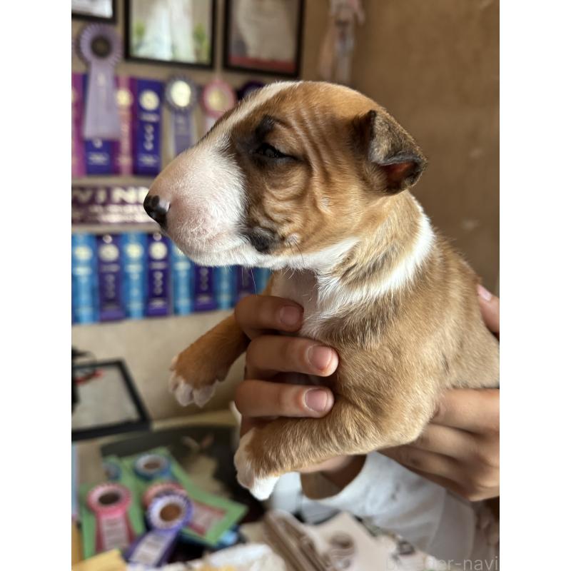 販売中の千葉県のミニチュアブルテリア-423664の3枚目