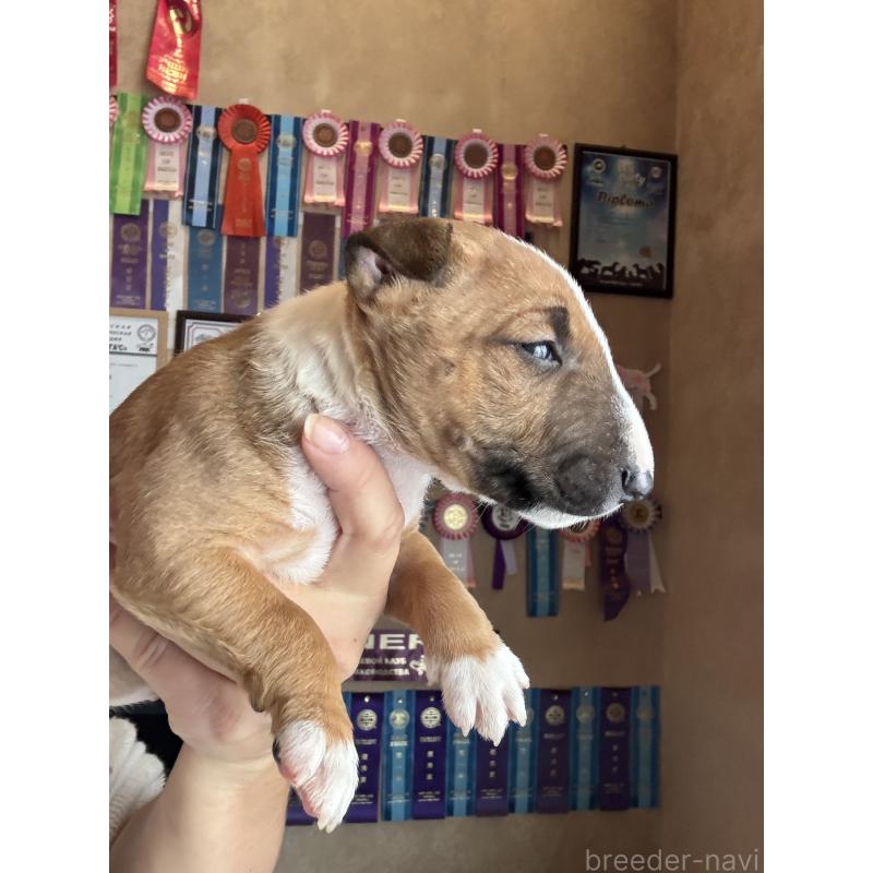 販売中の千葉県のミニチュアブルテリア-423664の2枚目