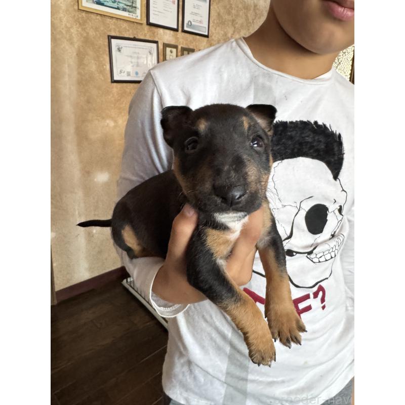 販売中の千葉県のミニチュアブルテリア-423665の2枚目