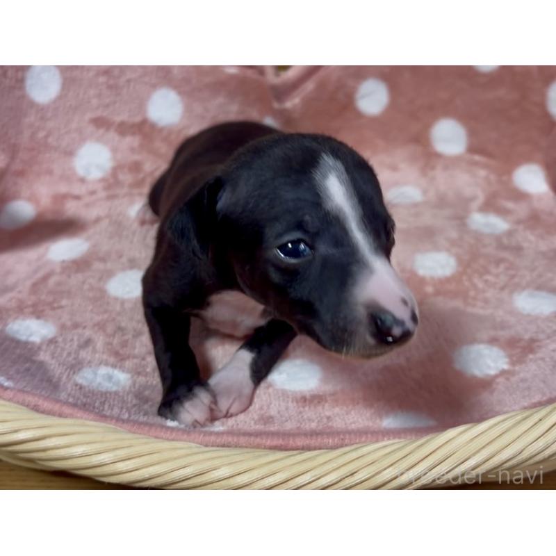 成約済の岩手県のイタリアングレーハウンド(イタグレ)-422073の6枚目