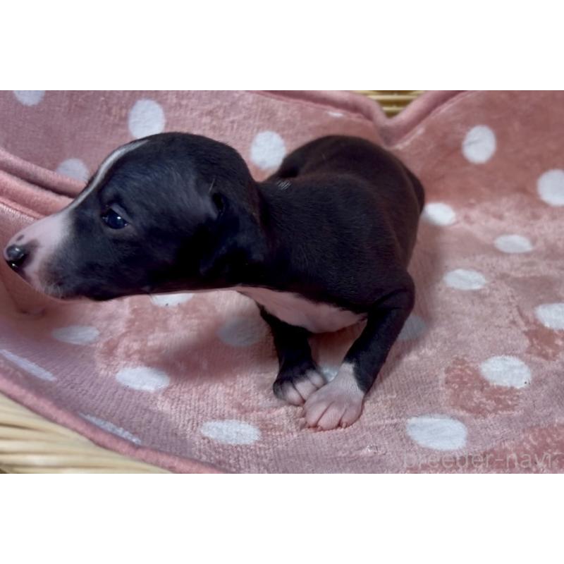 成約済の岩手県のイタリアングレーハウンド(イタグレ)-422073の5枚目