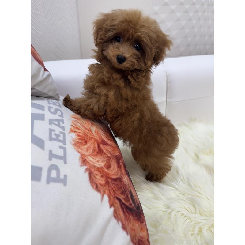 販売中の山梨県のティーカッププードル-404377