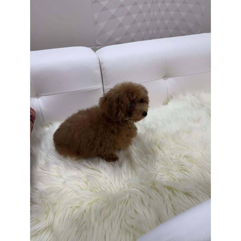 販売中の山梨県のティーカッププードル-404377の8枚目