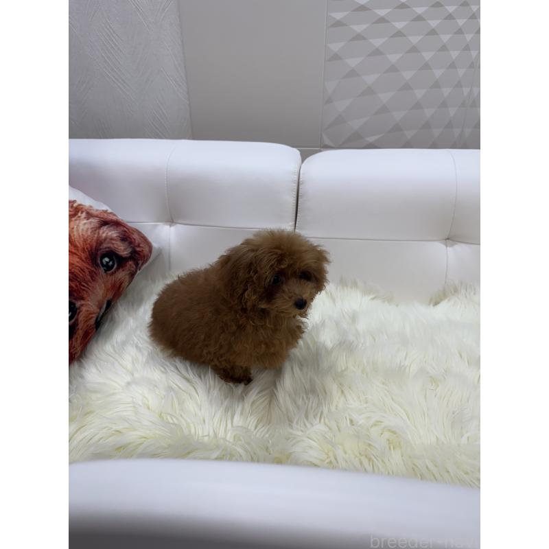 販売中の山梨県のティーカッププードル-404377の7枚目