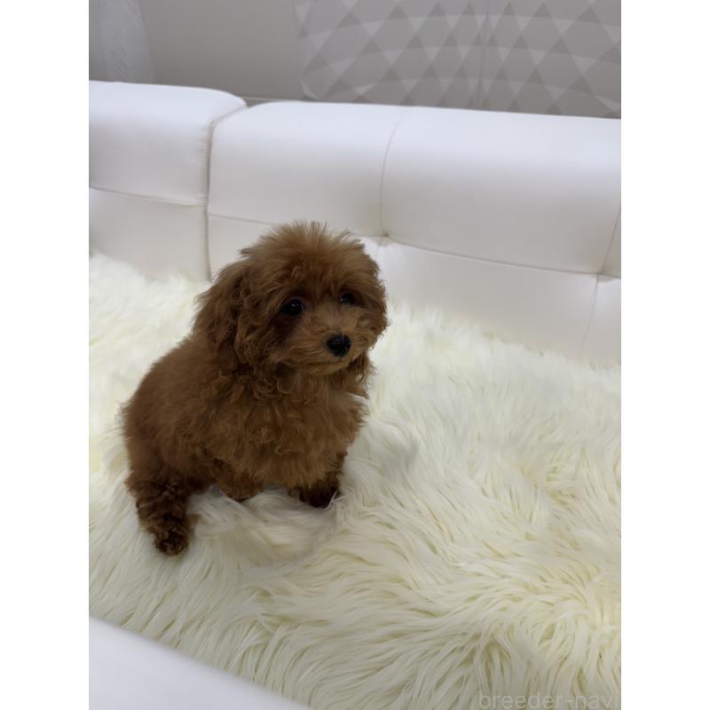 販売中の山梨県のティーカッププードル-404377の6枚目