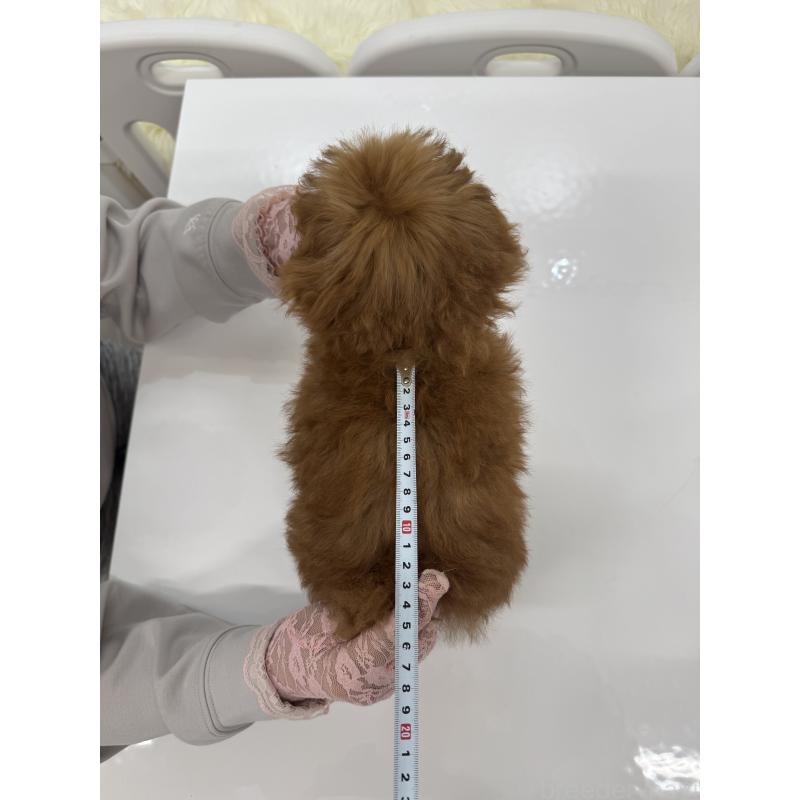 販売中の山梨県のティーカッププードル-404377の5枚目