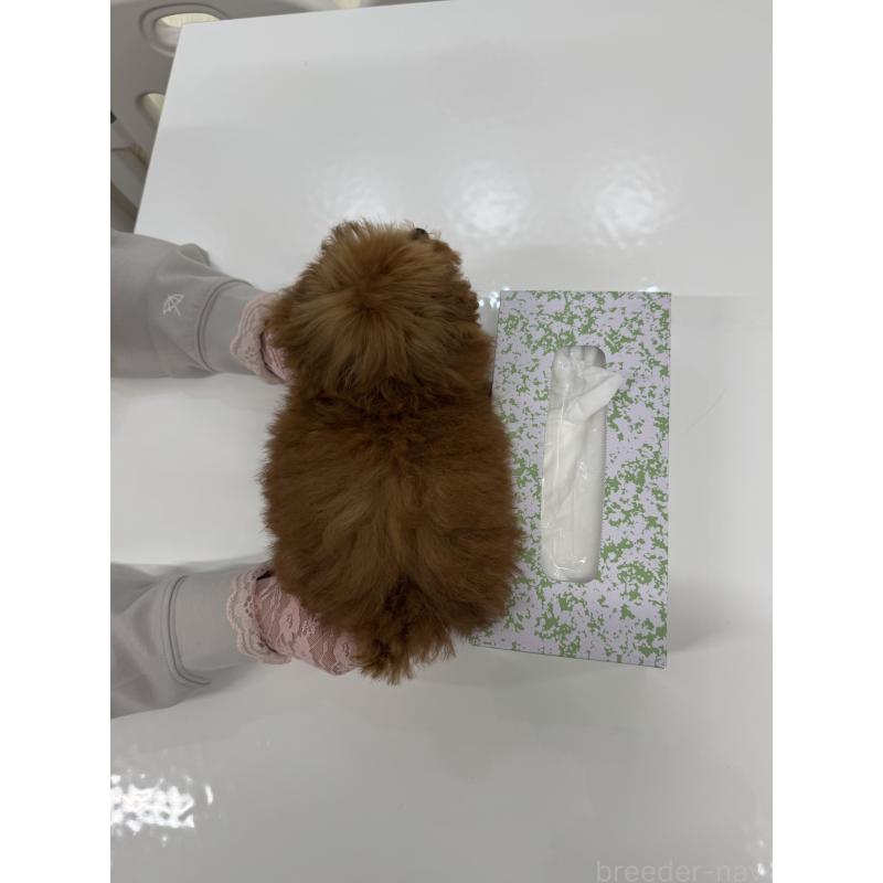 販売中の山梨県のティーカッププードル-404377の4枚目