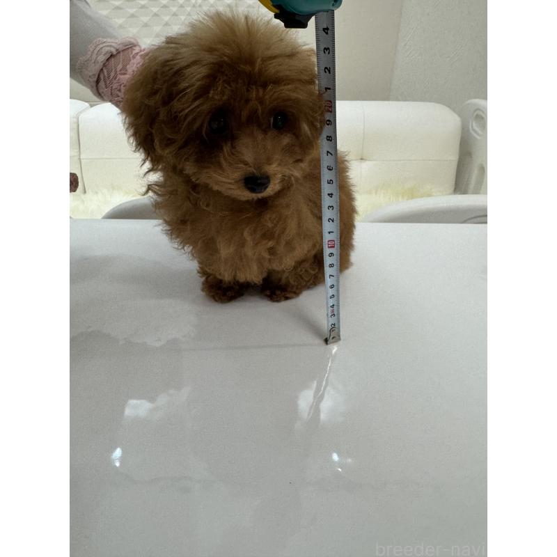 販売中の山梨県のティーカッププードル-404377の3枚目