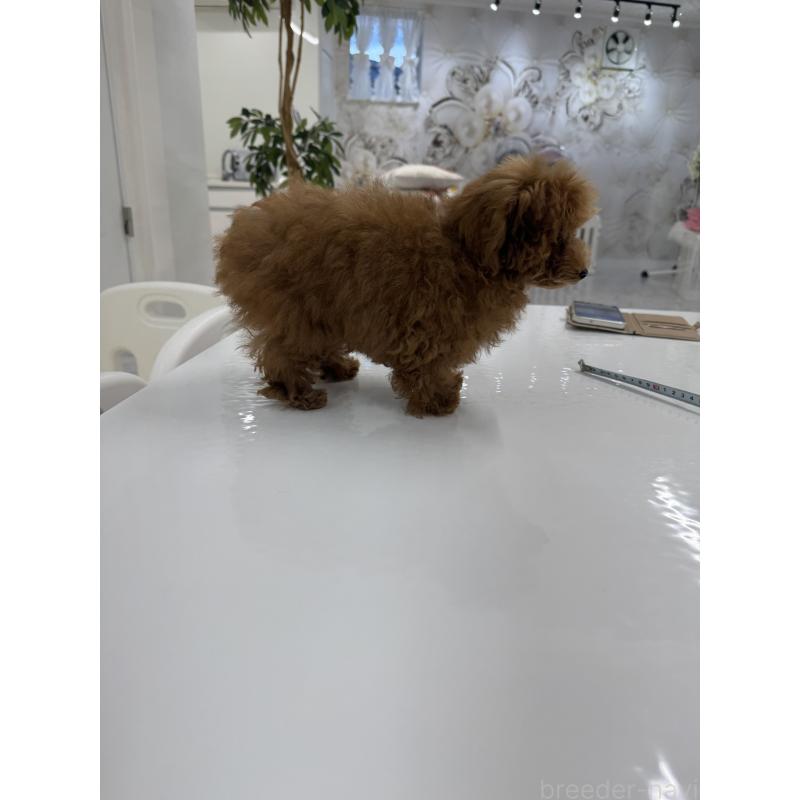 販売中の山梨県のティーカッププードル-404377の2枚目