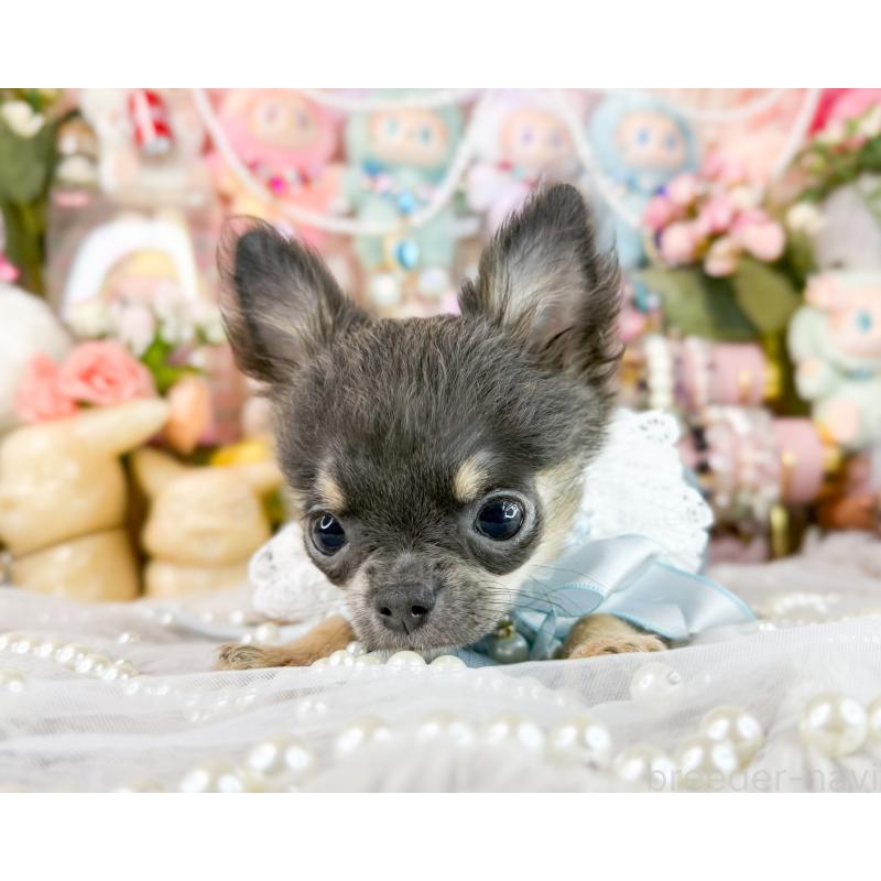 販売中の福岡県のチワワ(ロングコート)-406315の6枚目