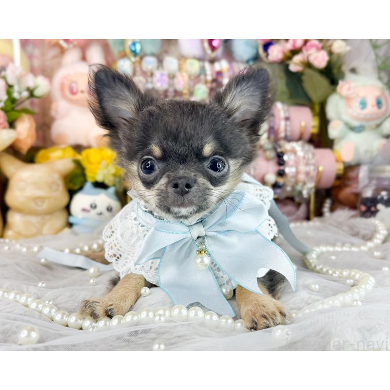 販売中の福岡県のチワワ(ロングコート)-406315の5枚目