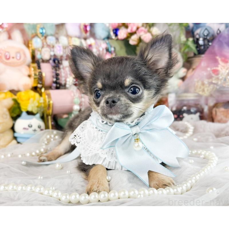 販売中の福岡県のチワワ(ロングコート)-406315の4枚目