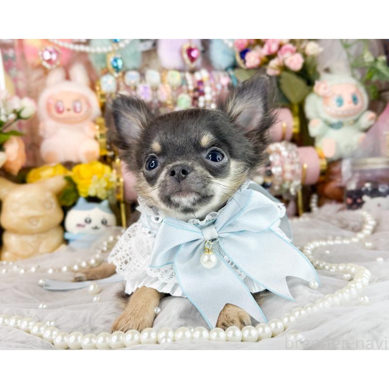 販売中の福岡県のチワワ(ロングコート)-406315の3枚目