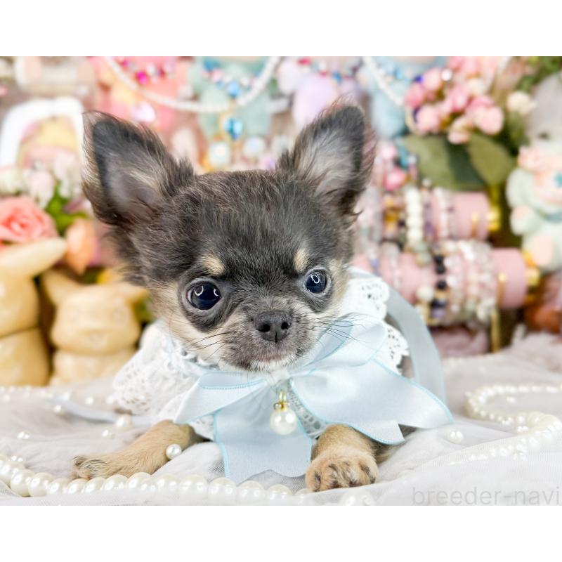 販売中の福岡県のチワワ(ロングコート)-406315の2枚目