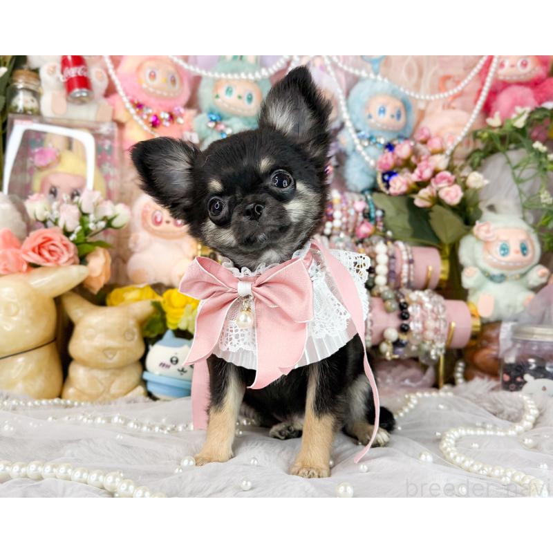 販売中の福岡県のチワワ(ロングコート)-406313の6枚目