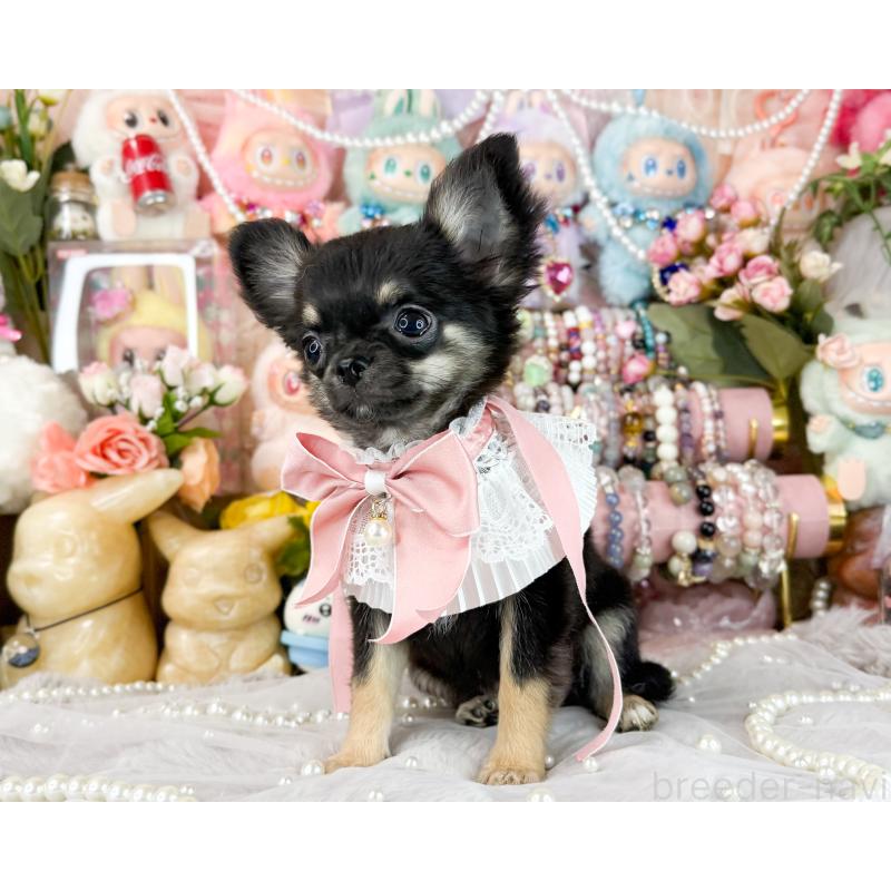 販売中の福岡県のチワワ(ロングコート)-406313の5枚目