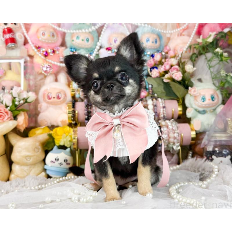 販売中の福岡県のチワワ(ロングコート)-406313の4枚目