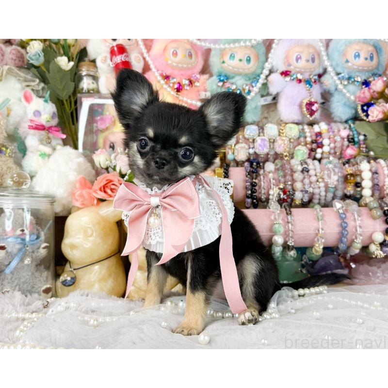 販売中の福岡県のチワワ(ロングコート)-406313の3枚目