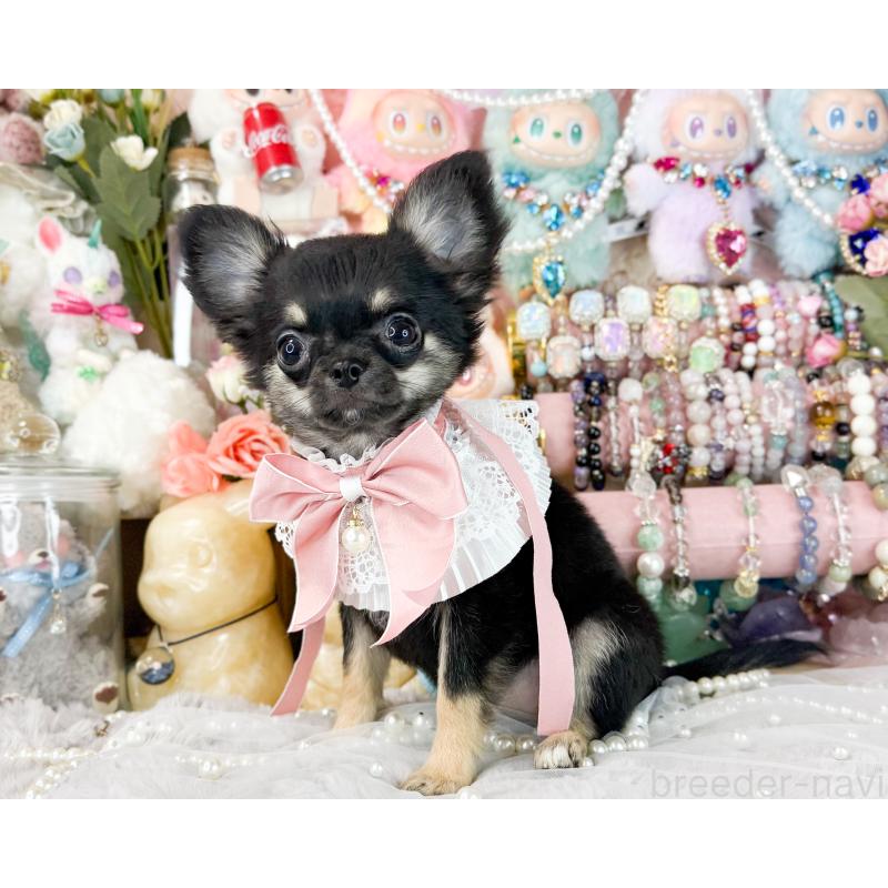 販売中の福岡県のチワワ(ロングコート)-406313の2枚目