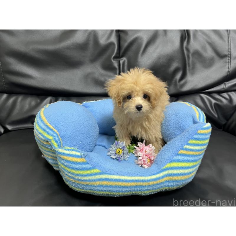 販売中の栃木県のポメプー:ポメラニアン×トイプードル-416009の3枚目