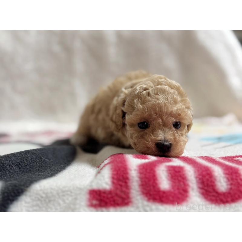 販売中の東京都のマルプー:マルチーズ×トイプードル-420829