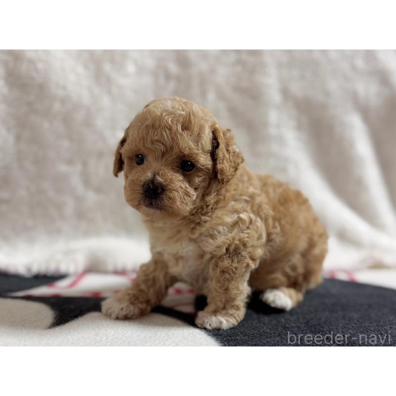 販売中の東京都のマルプー:マルチーズ×トイプードル-420832